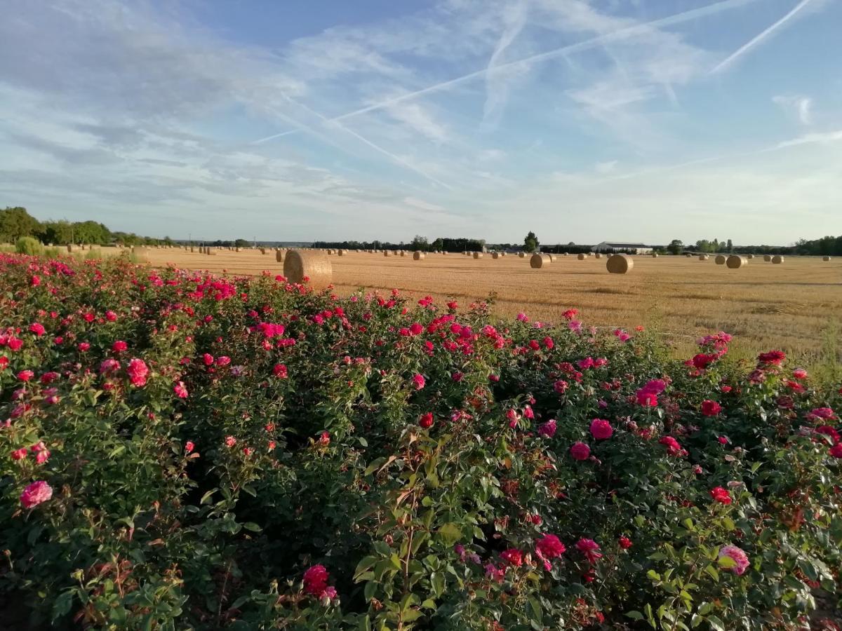 La Planche Princee, Chambres D'Hotes Ecolo Et Potager Bio, Sauna Les Rosiers Exterior foto